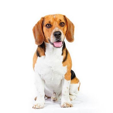 Beagle pups kopen - op voor