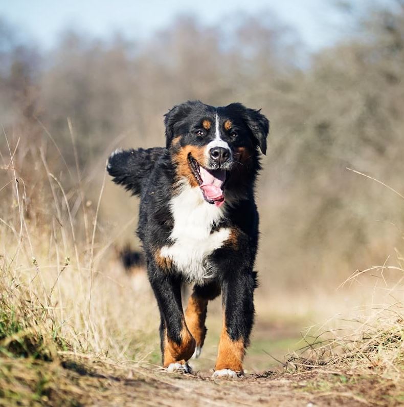 Wanneer Dalset Kroniek Berner Sennen pups kopen - Puppy kopen? Let op voor broodfokkers!