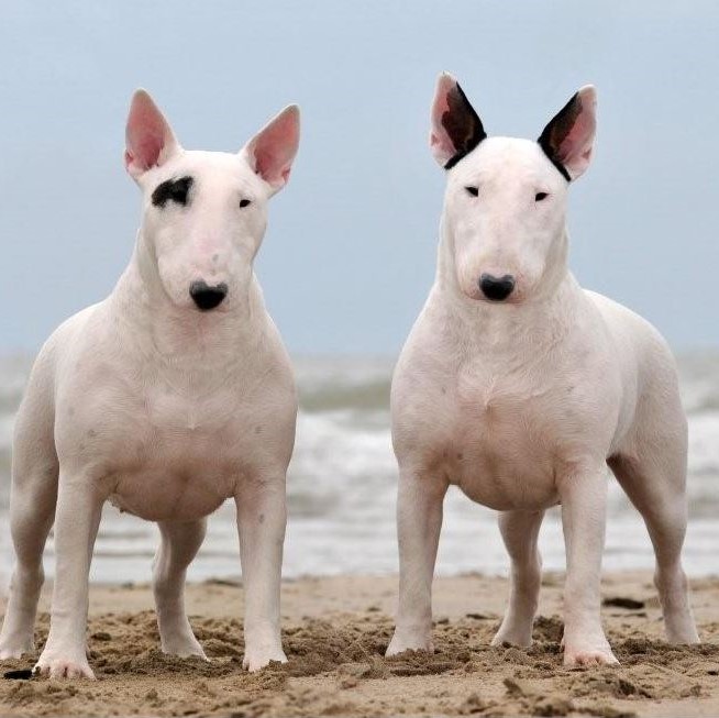 composiet Afkorting opleiding Puppy kopen? Let op voor broodfokkers! Kijk op onze lijst voor je een pup koopt composiet Afkorting opleiding Puppy kopen? Let op voor broodfokkers! Kijk op onze lijst voor je een pup koopt