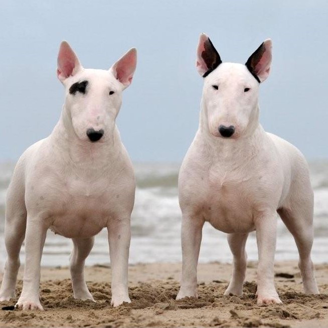 bull terrier puppy kopen