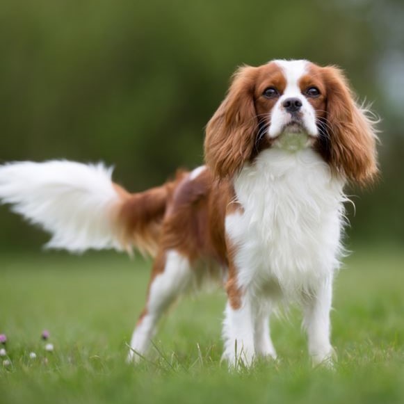 cavalier king charles spaniel puppy kopen