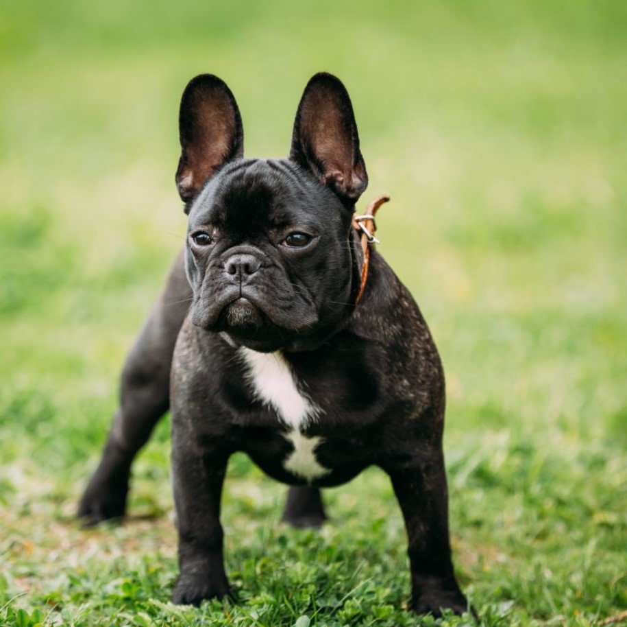 Consumeren Selectiekader Verwachten Franse Bulldog pups kopen - Puppy kopen? Let op voor broodfokkers!