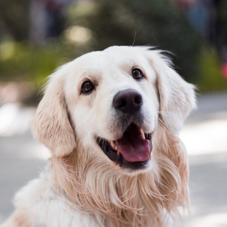 golden retriever puppy kopen