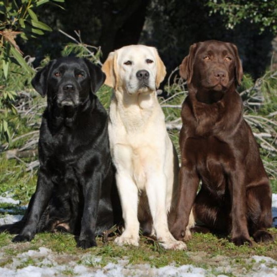 voorwoord assistent Laster Labrador retriever pups kopen - Puppy kopen? Let op voor broodfokkers!