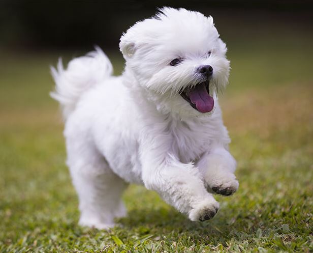 zag Ik heb het erkend Beven Puppy kopen? Let op voor broodfokkers! Kijk op onze lijst voor je een pup  koopt