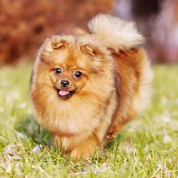 composiet Afkorting opleiding Puppy kopen? Let op voor broodfokkers! Kijk op onze lijst voor je een pup koopt composiet Afkorting opleiding Puppy kopen? Let op voor broodfokkers! Kijk op onze lijst voor je een pup koopt