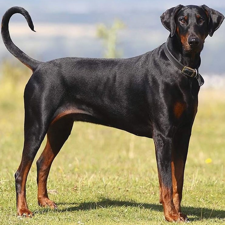 Dobermann pups kopen