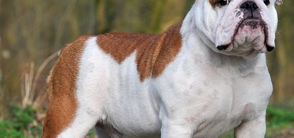 Engelse bulldog pups kopen