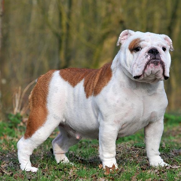 Engelse bulldog pups kopen