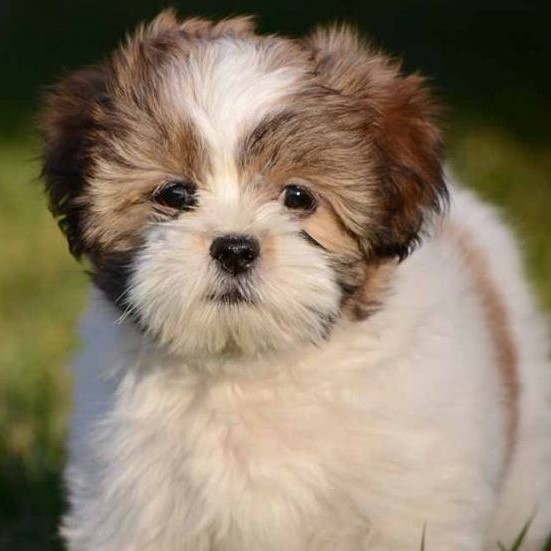 Bonus Tutor bouwen Lhasa apso pups kopen - Puppy kopen? Let op voor broodfokkers!