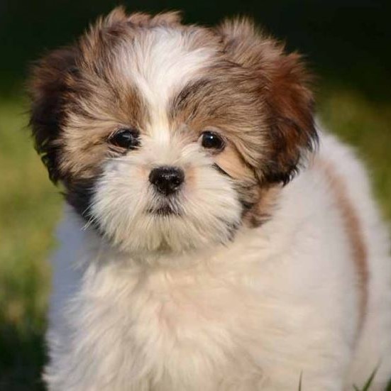 Lhasa apso pups kopen