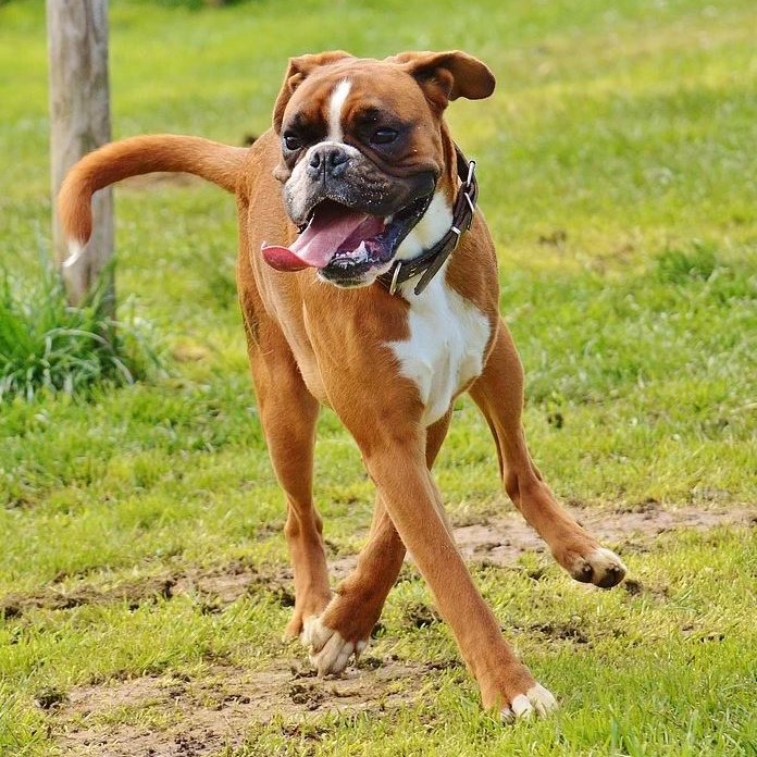 Boxer pups kopen Puppy kopen? Let op voor broodfokkers!