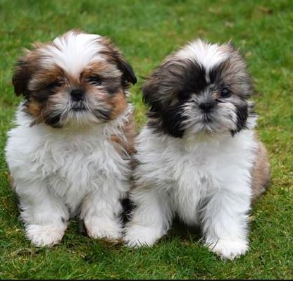 tentoonstelling uitbreiden school Shih Tzu pups kopen - Puppy kopen? Let op voor broodfokkers!