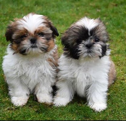 Shih tzu buy store