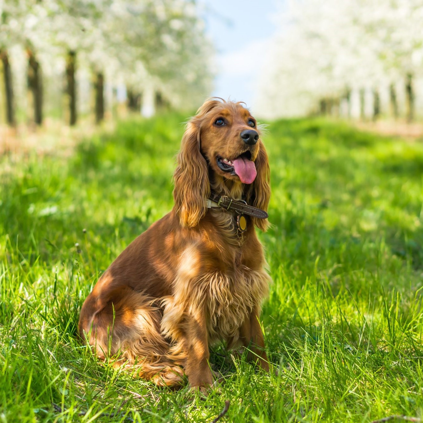 Engelse cocker spaniel pups kopen