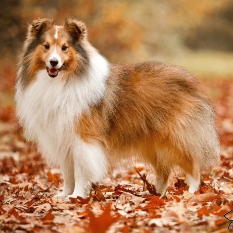 Sheltie pups kopen