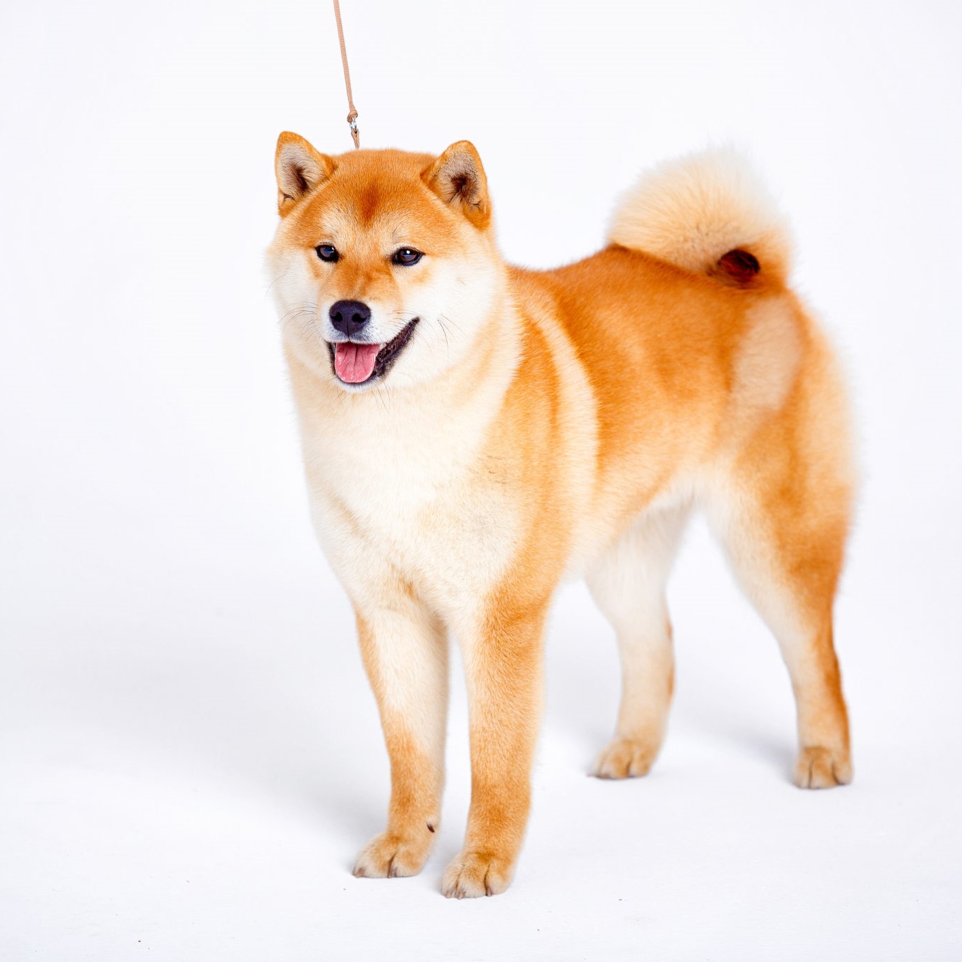 bemanning spijsvertering Auroch Shiba Inu pups kopen - Puppy kopen? Let op voor broodfokkers!