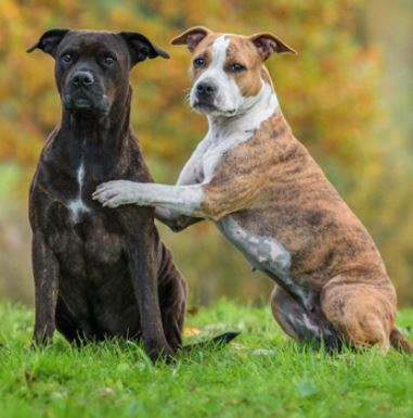 American Staffordshire terriër pups kopen